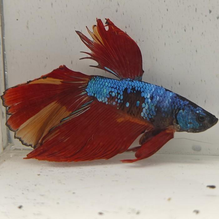 betta splendens man