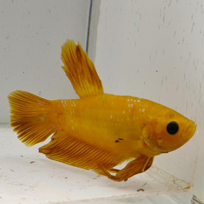 betta splendens man