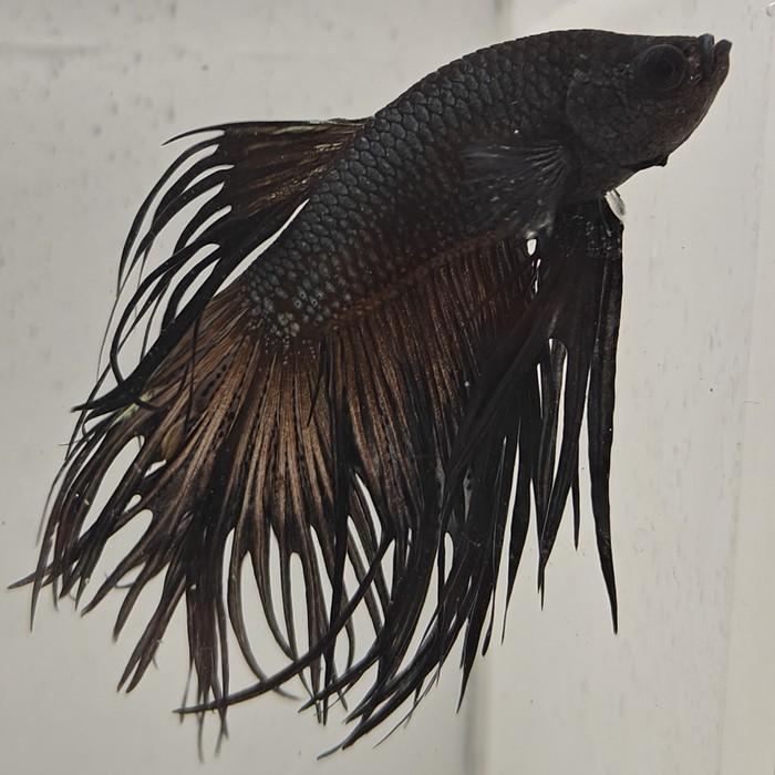 betta splendens man