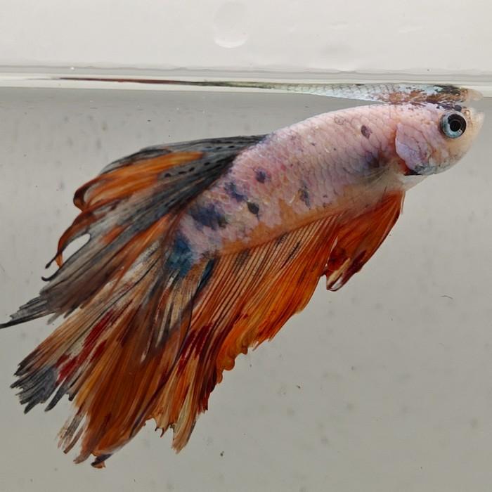 betta splendens man