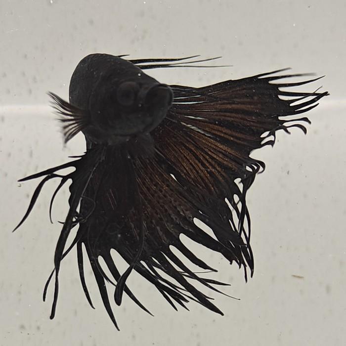 betta splendens man