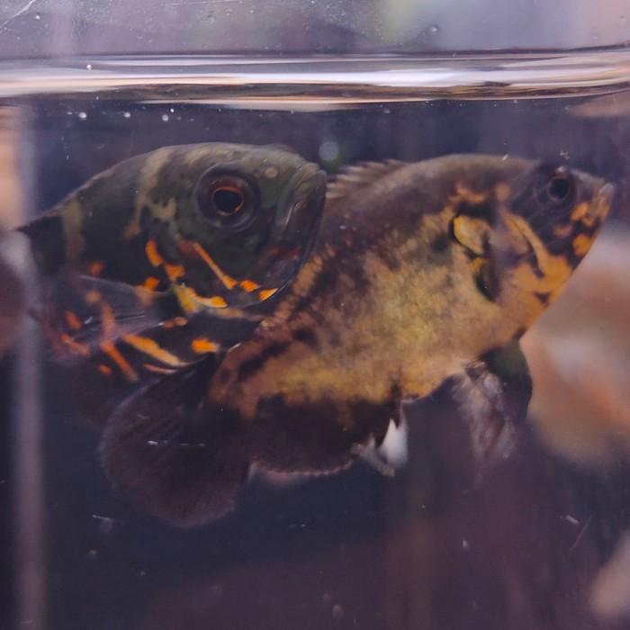 Astronotus ocellatus