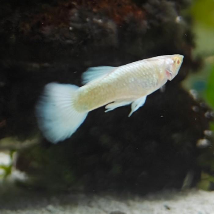 lebistes reticulatus