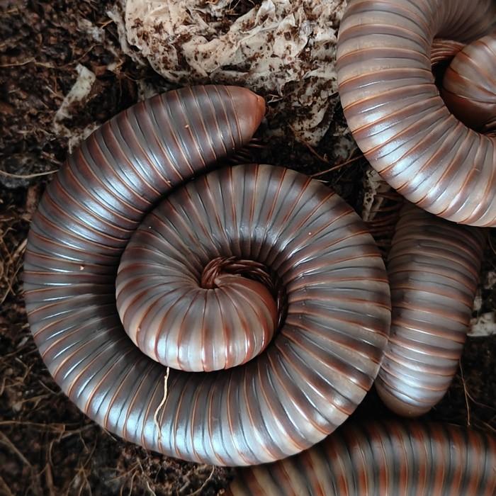 Thyropygus allevatus