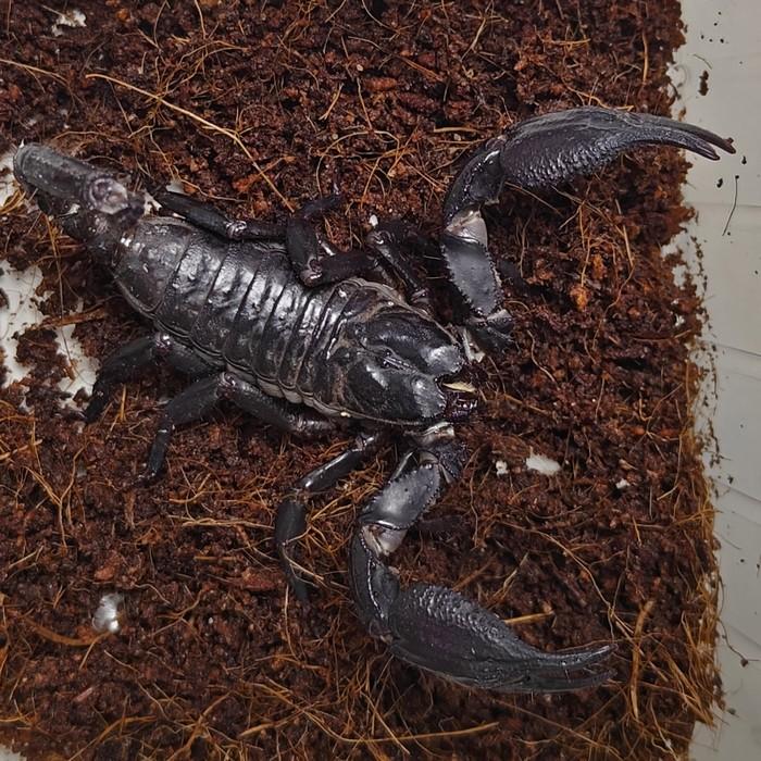 heterometrus species