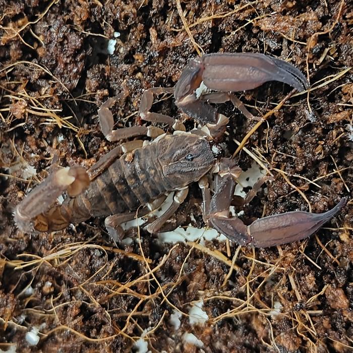 Chaerilus species