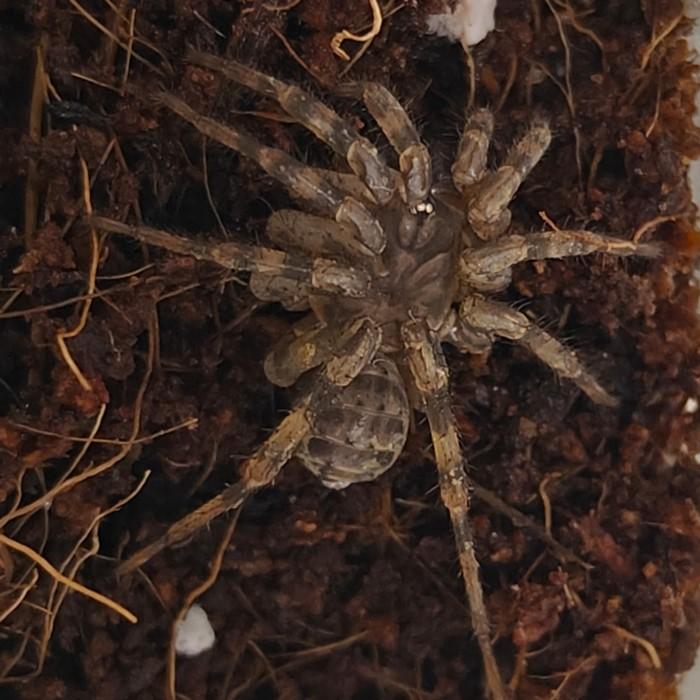 Liphistius spp