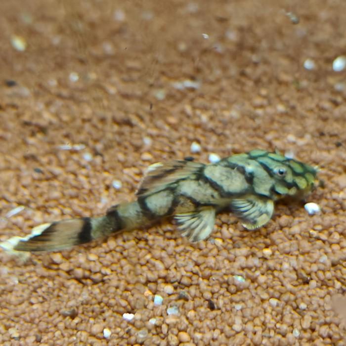 l-519 Ancistrus sp. kiefner
