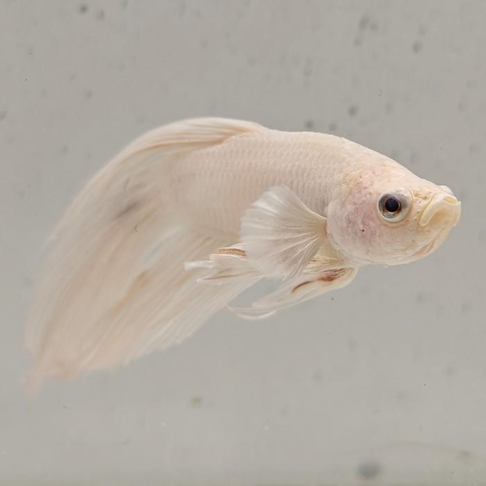 betta splendens man