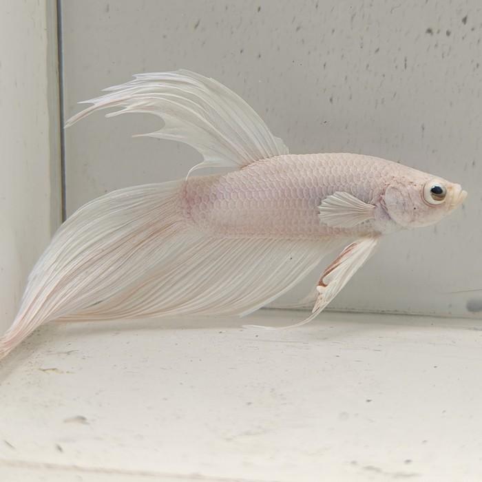 betta splendens man