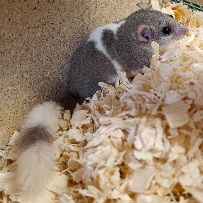 Graphiurus murinus
