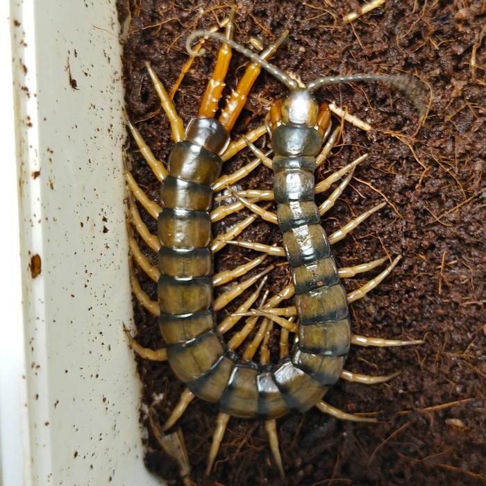 Rhysida species