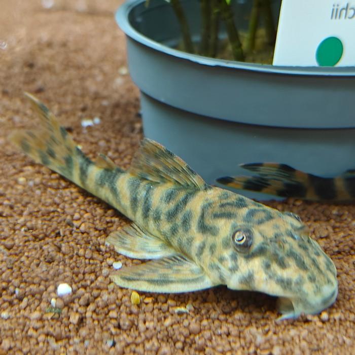 L-127 Peckoltia lujani  