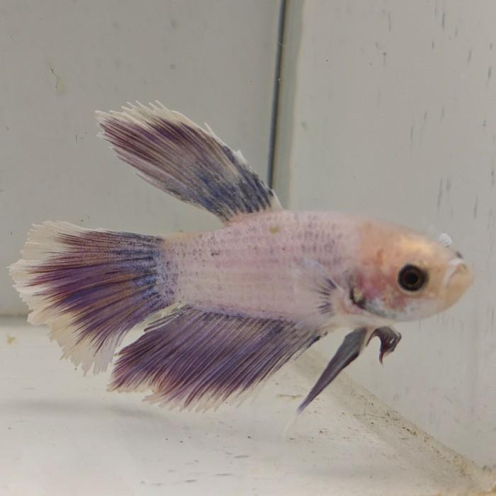 betta splendens man