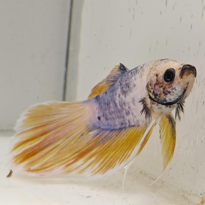 betta splendens man