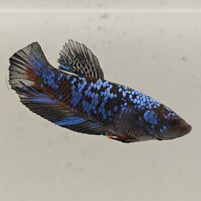 betta splendens man