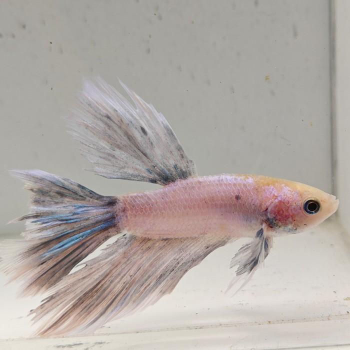 betta splendens man