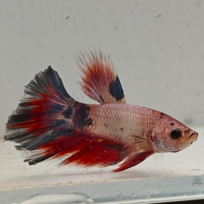 betta splendens man