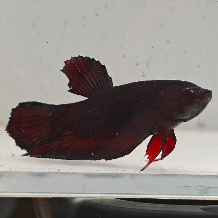 betta splendens man