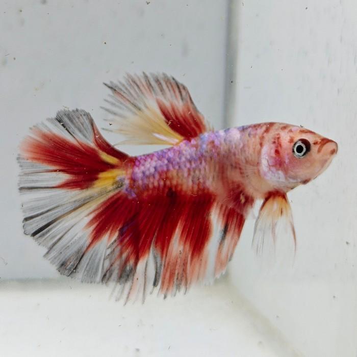 betta splendens man