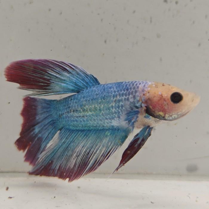 betta splendens man