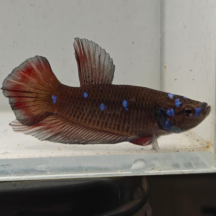 betta splendens man