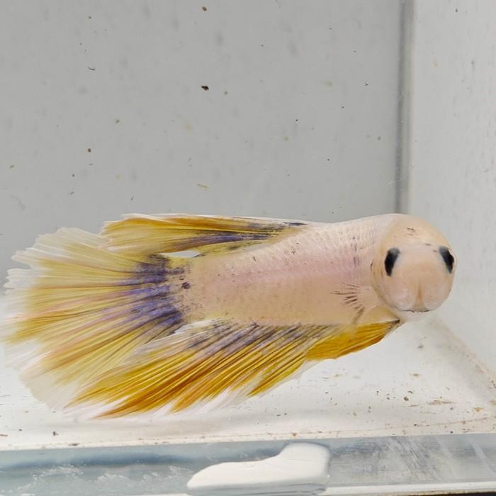 betta splendens man
