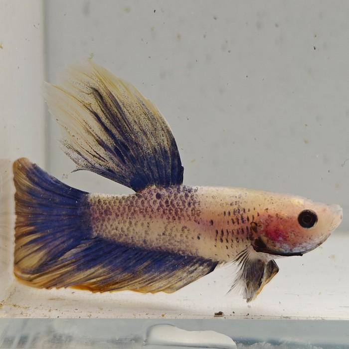 betta splendens man