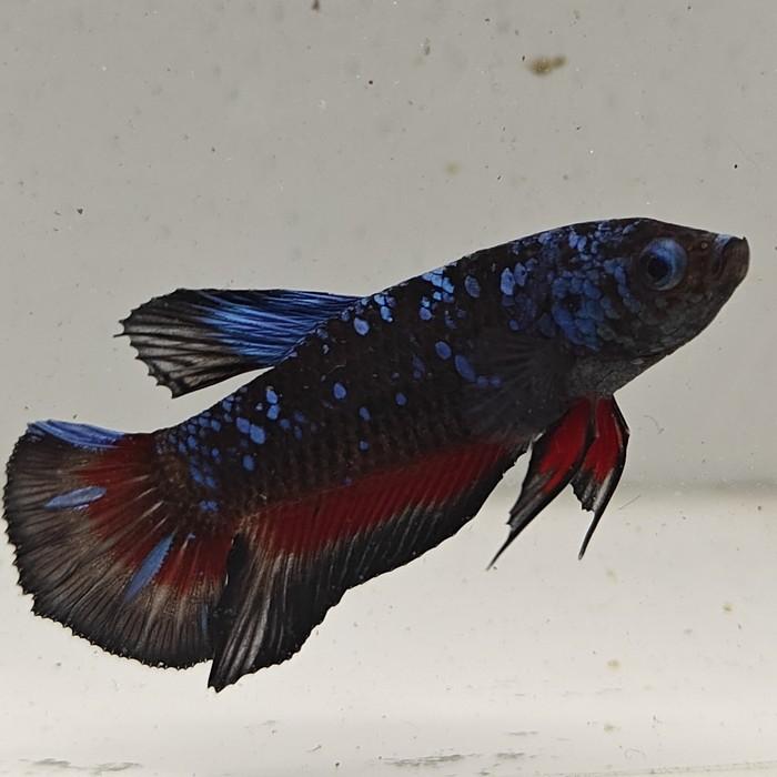 betta splendens man