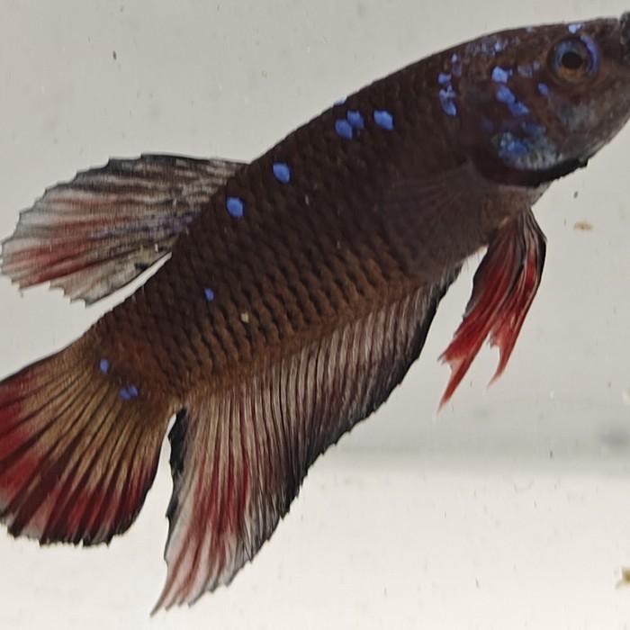 betta splendens man