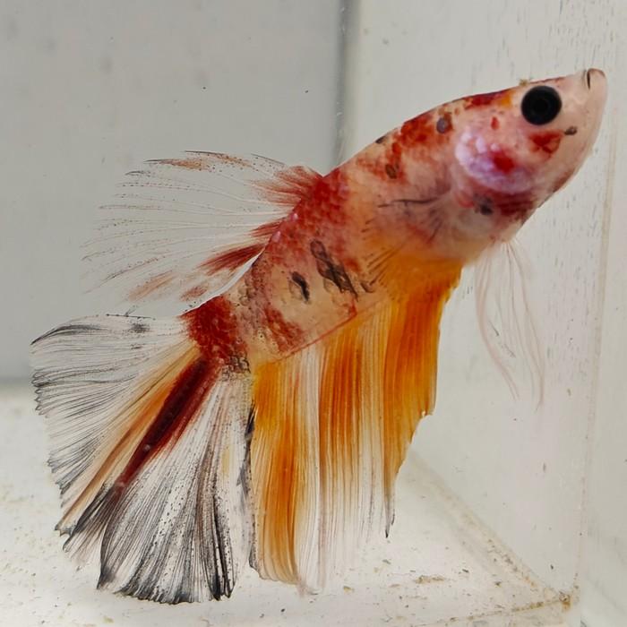 betta splendens man