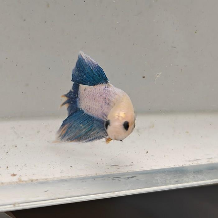 betta splendens man