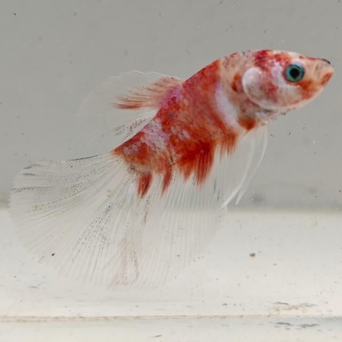 betta splendens man