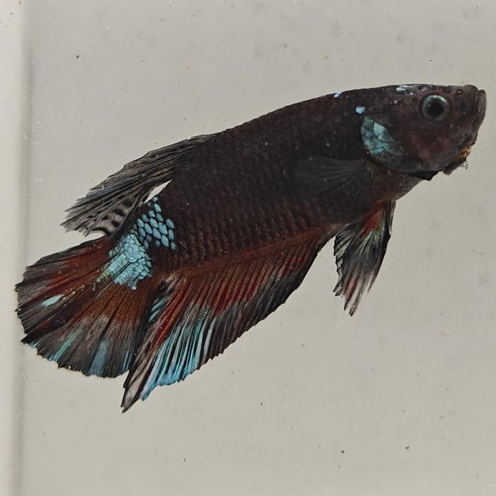 betta splendens man