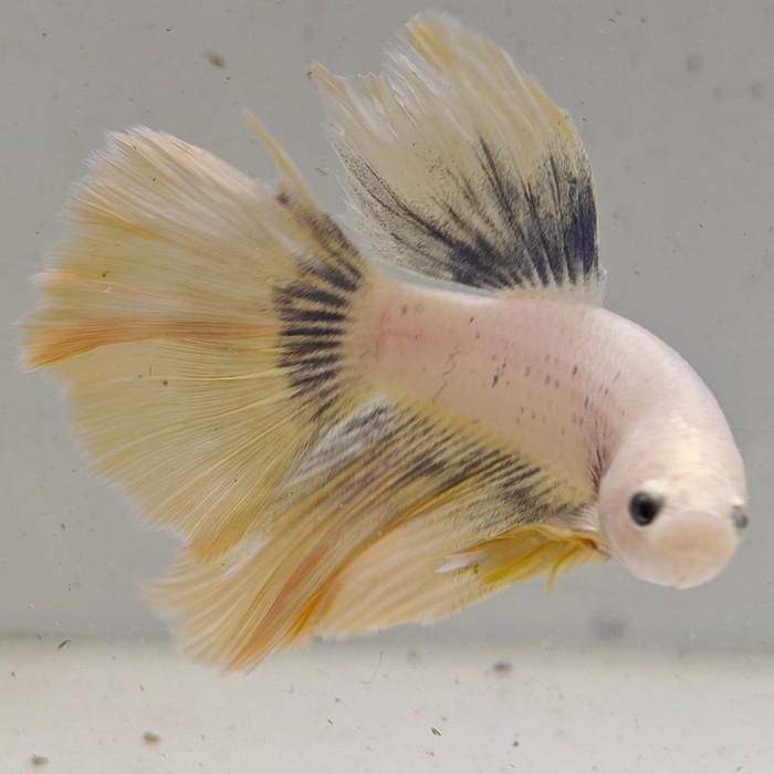 betta splendens man