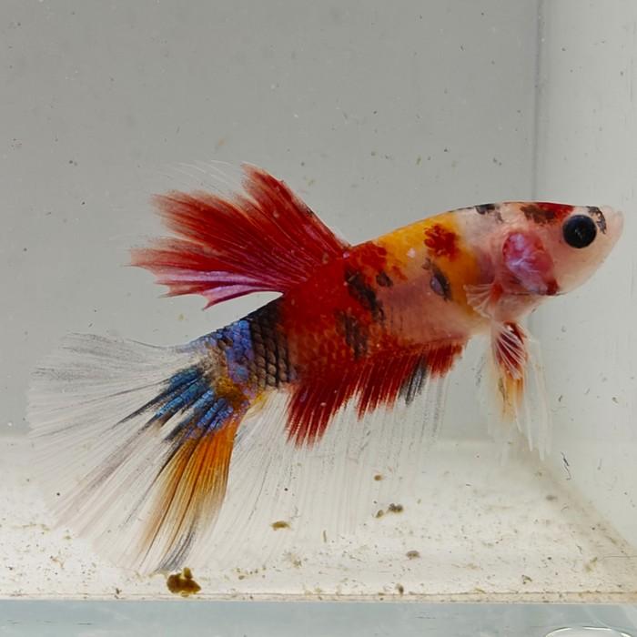 betta splendens man