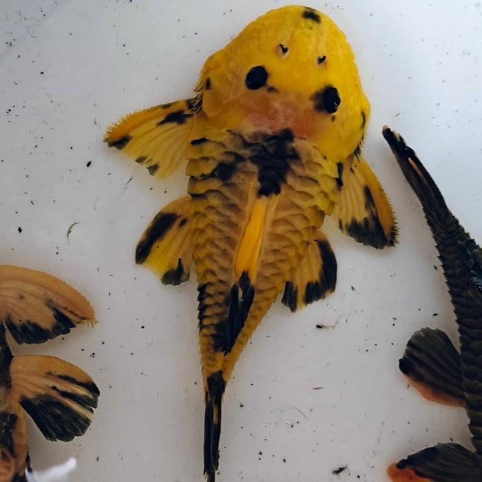 Parancistrus aurantiacus