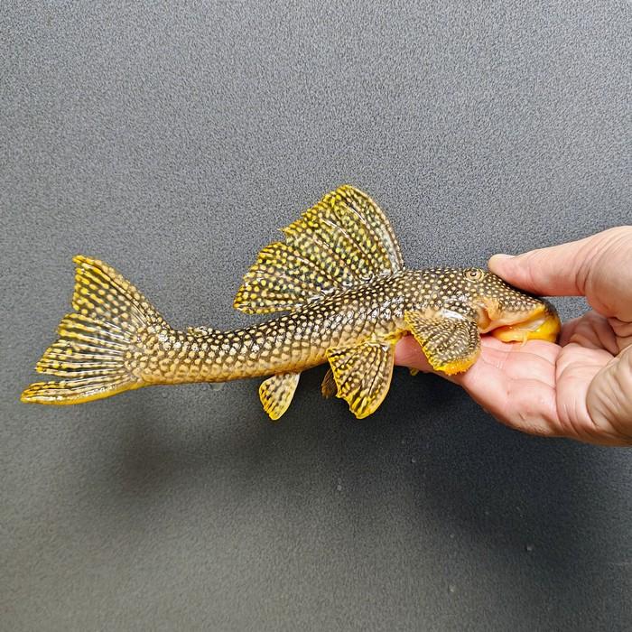 L-253 Scobiancistrus sp