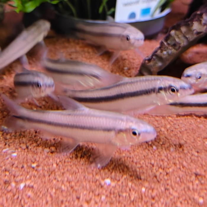 Apareiodon machristi