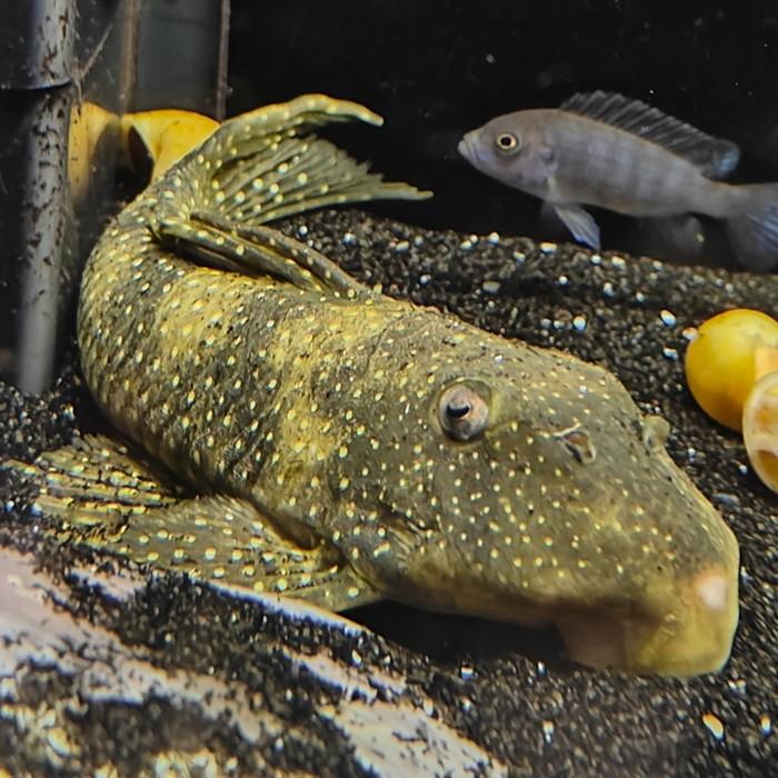 L-133 scobiancistrus pariolispon 