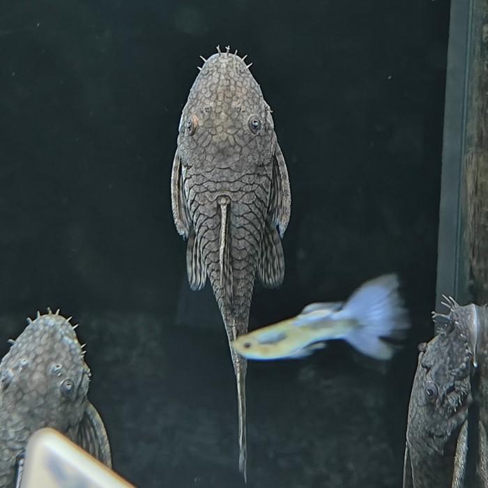 Ancistrus damasceni