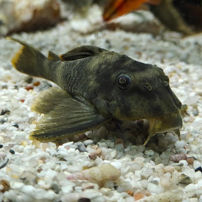 L-076 Peckoltia sp 