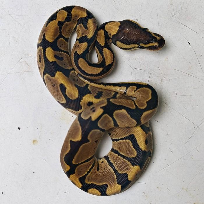 python regius