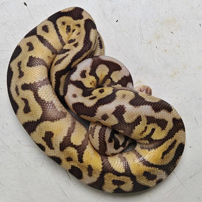 python regius