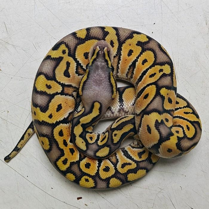 python regius