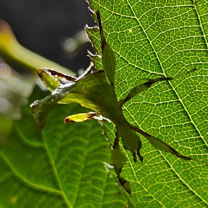 Phyllium philippinicum