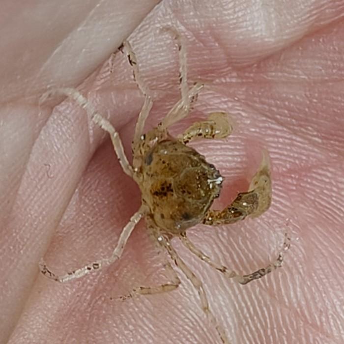 Neorhynchoplax prima