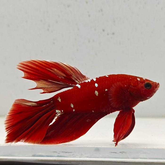 betta splendens man