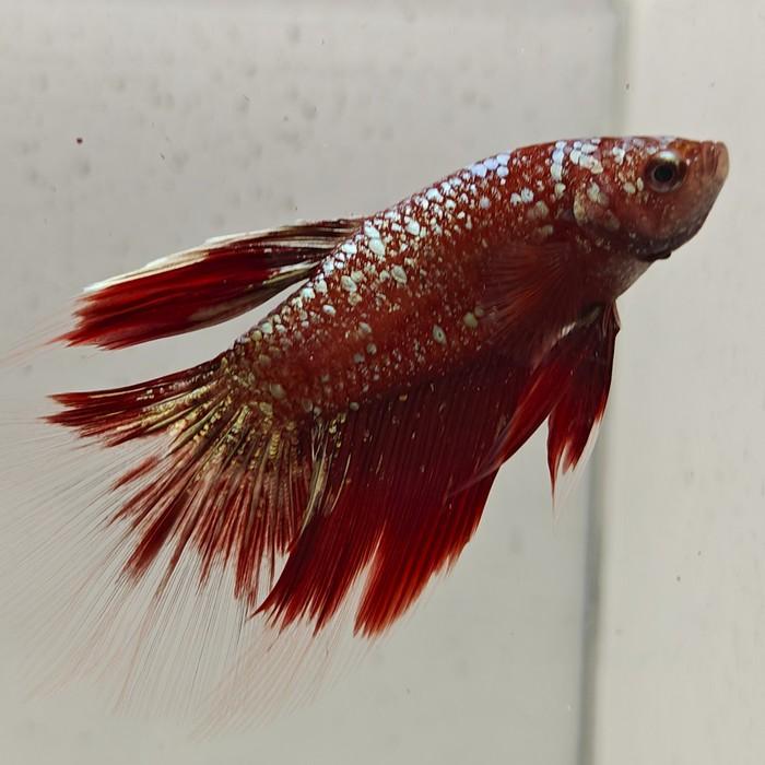 betta splendens man