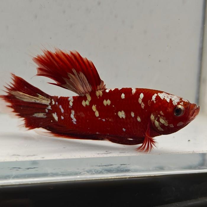 betta splendens man